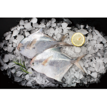 Pomfret Fresh Frozen Wholesale